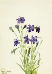 Klokkeblomst (Campanula)