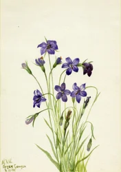 Klokkeblomst Campanula, 1935.