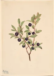 Stor skvalderkål (Vaccinium membranaceum)