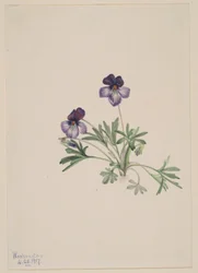 Fuglefodsviol (Viola pedata)