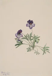 Birdsfoot Violet Viola pedata, 1917.