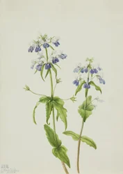 Blue-Eyed Mary Collinsia verna, 1927.