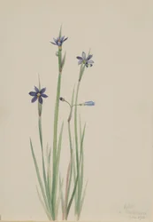 Blåøjet græs (Sisyrinchium angustifolium)