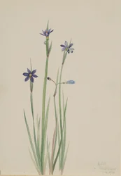 Blåøjet græs Sisyrinchium angustifolium, 1920.