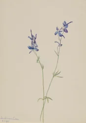 Blå lærkespore (Delphinium nuttallianum)
