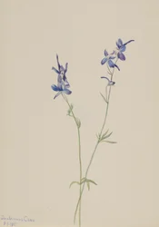 Blå lærkespore Delphinium nuttallianum, 1905.