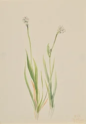 Mose-asfodel, Tofieldia intermedia, 1920.
