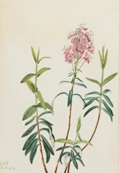Bog Kalmia Kalmia polifolia, 1922.