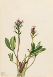 Mosebønne (Menyanthes trifoliata)