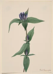Flaske-ensian (Gentiana saponaria)