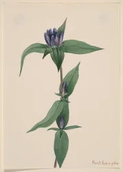 Flaske Gentian Gentiana saponaria, 1905.