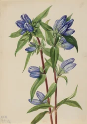 Flaske Gentian Gentiana saponaria, 1924.
