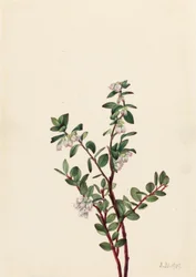 Hyldebær (Gaylussacia brachycera)
