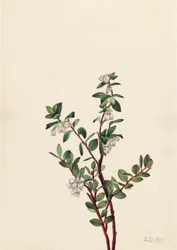 Æske Huckleberry Gaylussacia brachycera, 1919.