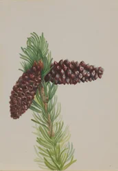Bristle-Cone Pine (Pinus aristata)