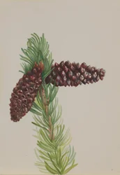 Kogle-fyr Pinus aristata, ca. 1930