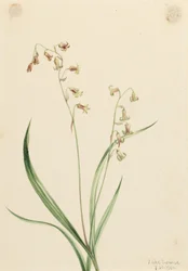Bronzeklokker (Stenanthium occidentale)