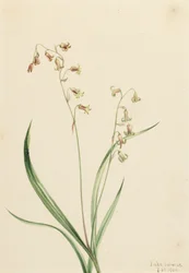 Bronzeklokker af Western Stenanthium, 1906.