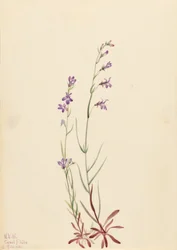 Bæklobelie (Lobelia kalmii)