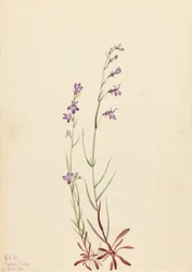 Brook Lobelia Lobelia kalmii, 1923.