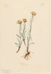 Gullige kattepoter (Antennaria luzuloides)