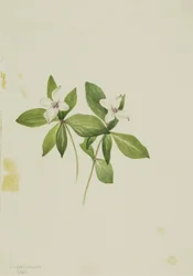 Bunchberry Horn of Canada, 1902.