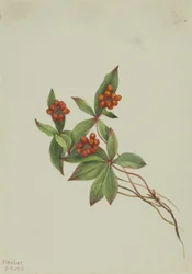 Bunchberry Horn of Canada, 1916.