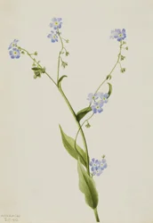 Bur-forglem-mig-ej Lappula diffusa, 1903.