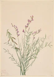 Burgess-mælkebøtte (Astragalus bourgovii)