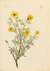 Bush Cinquefoil Potentilla fruticosa, 1917.