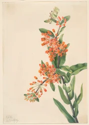 Sommerfuglegræs (Ascelpias tuberosa)