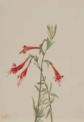 Californisk fuschia (Zauschneria californica)