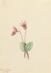 Calypso (Cytherea bulbosa)