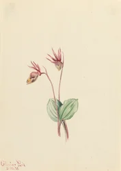 Calypso Cytherea bulbosa, 1916.