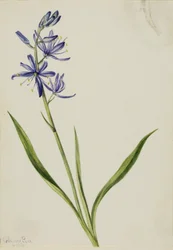 Kamæleon (Quamasia quamash)