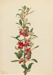 Canada Buffaloberry Lepargyrea canadensis, 1916.