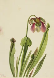 Catesby kandebærerplante (Sarracenia catesaei)