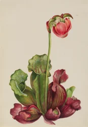 Almindelig kandebærer (Sarracenia purpurea venosa)