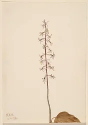 Trane-flue-orkidé (Tipularia uniflora)