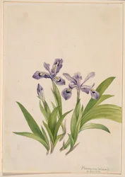 Kranset iris (Iris cristata)