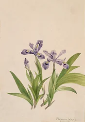 Crested Iris Iris cristata, 1918.