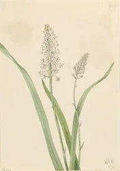 Kravegift (Chrosperma muscaetoxicum)