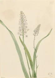 Crowpoison Chrosperma muscaetoxicum, 1921.