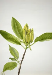 Agurktræ Magnolia scuminata, 1938.