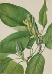 Agurketræ (Magnolia acuminata)
