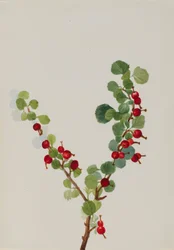 Ribs ufærdige Ribes arter, n.d.