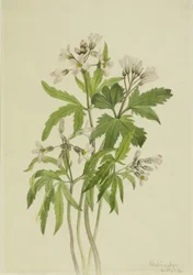 Afskåret tandurt Dentaria laciniata, 1918.