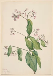 Hundehov (Apocyum androsaemfolium)