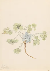 Dobbelt blærerod (Physaria didymocarpa)