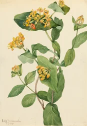 Douglas Honeysuckle Lonicera glaucescens, 1919.